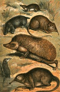 Köstebek, Shrew, Fil Shrew, Kirpi, Water Shrew ve Pyrenean Desman by English School