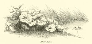 Moor tavukları by English School