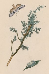 Güve, tırtıl ve krizalit by English School