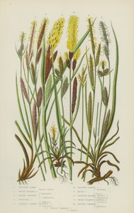 Dağ Carex