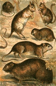 Fare, Jerboa, Sıçan, Misk Sıçan, Fındık Faresi ve Tarla Faresi by English School