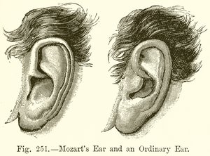 Mozart Kulağı ve Sıradan Bir Kulak by English School