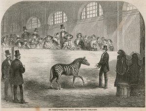 Bay Rarey, evcilleştirilmiş zebra ile Kraliçe