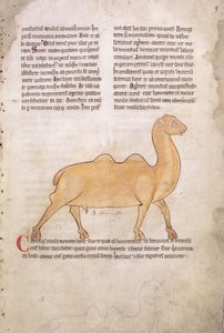 Ms.254 f.9r Latince, İngilizce bir hayvan kitabından deve, 13. yüzyıl başı (el yazması) by English School