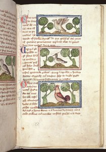 Ms 379, f.25r: Yerdeki üç kuş, bir Bestiary