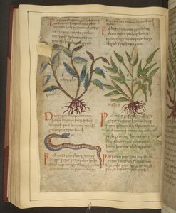 Ms. Cotton Vitellius C.III fol.56v Petersilie, Cawel ve Yılan çizimleri, bir Old English Herbal