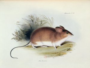 Mus Darwinii, The Zoology of the Voyage of H.M.S. Beagle, 1832-36, Charles Darwin (1809-92), 1840 by English School