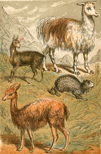 Misk Geyiği, Lama, Vicunia ve İsli Paca by English School