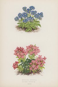 Myosotis Rupicola; Daphne Cneorum (renkli lito) by English School