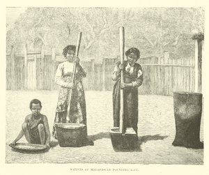 Madagaskar yerlileri pirinç dövüyor by English School