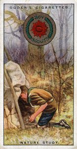 İzciler için Doğa Çalışması Rozeti, İzci posta giriyor, 1929 by English School