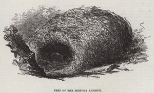 Menura Alberti