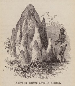 Afrika