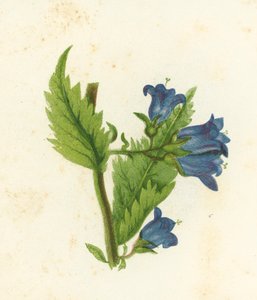 Isırgan Yapraklı Çan Çiçeği, Campanula Trachelium by English School