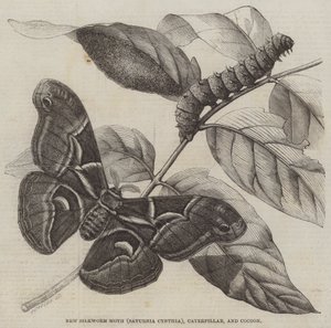 Yeni İpekböceği Güvesi (Saturnia Cynthia), Tırtıl ve Koza (gravür) by English School