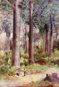 Yeni Zelanda: Kauri (renkli lito) by English School