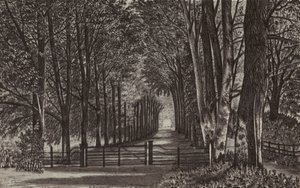 Newbury: Avenue, Highclere Park (lito) by English School