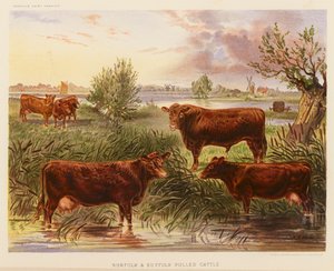 Norfolk ve Suffolk Polled Sığırları (renkli lito) by English School