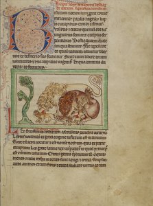Northumberland Bestiary, c.1250-60 (parşömen üzerine renkli boyalar ve mürekkep) by English School