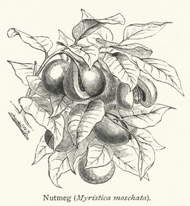 Küçük hindistan cevizi (Myristica moschata) (gravür) by English School