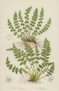 Oblong Woodsia, Yuvarlak Yapraklı Woodsia (renkli lito) by English School
