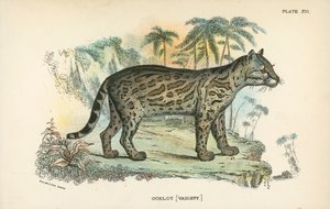 Ocelot [Çeşit] by English School
