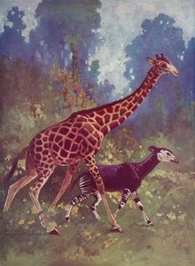 Okapi ve zürafa