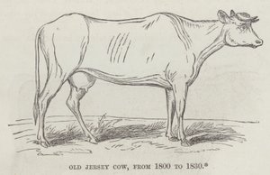 Eski Jersey ineği, 1800