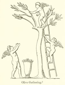 Zeytin Toplama by English School