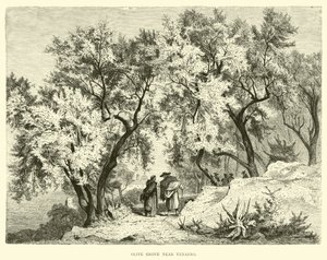 Venafro yakınlarındaki Zeytinlik by English School
