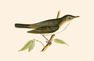 Olive Tree Warbler, Charles Robert Bree (1811-86) tarafından 
