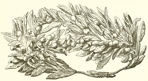 Altın Zeytin Çelengi by English School