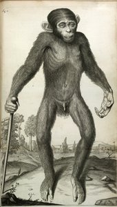 Orang-Outang, sive Homo Sylvestris: veya bir Pigme