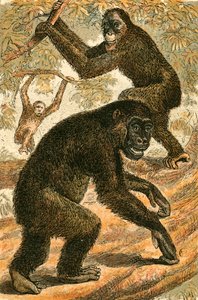 Orang Outang ve Goril by English School