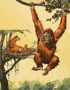 Orangutanlar by English School
