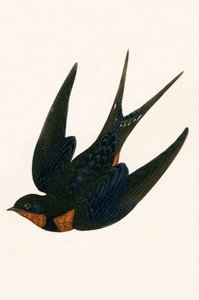 Doğu Baca Kırlangıç, Charles Robert Bree (1811-86) tarafından 