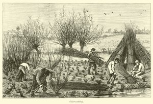 Osier-kesim by English School