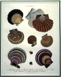 Ostrea, 