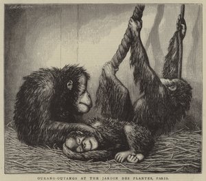 Ourang-Outangs, Jardin des Plantes, Paris (gravür) by English School