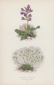 Oxytropis Pyrenaica; Arenaria Verna (renkli taş) by English School