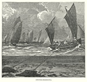 Oyster-Dredging (gravür) by English School