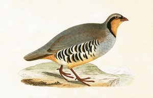 P Graeca, Var, Charles Robert Bree (1811-86) tarafından 