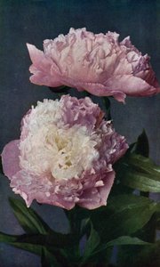 Paeony, Kelway