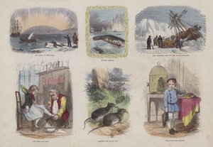 Çekici Resimli Kitaptan Sayfa (renkli gravür) by English School