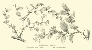 Filistin Dikenleri by English School