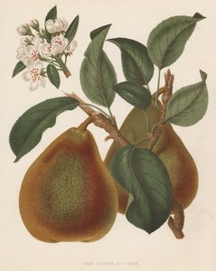 Pear Doyenne du Comice (renkli taş baskı) by English School