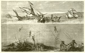 inci balıkçılığı by English School