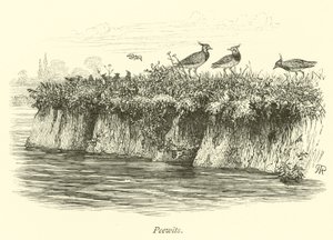 Peewits by English School