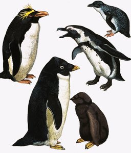 penguenler by English School
