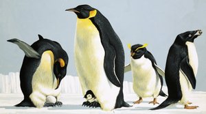 penguenler by English School